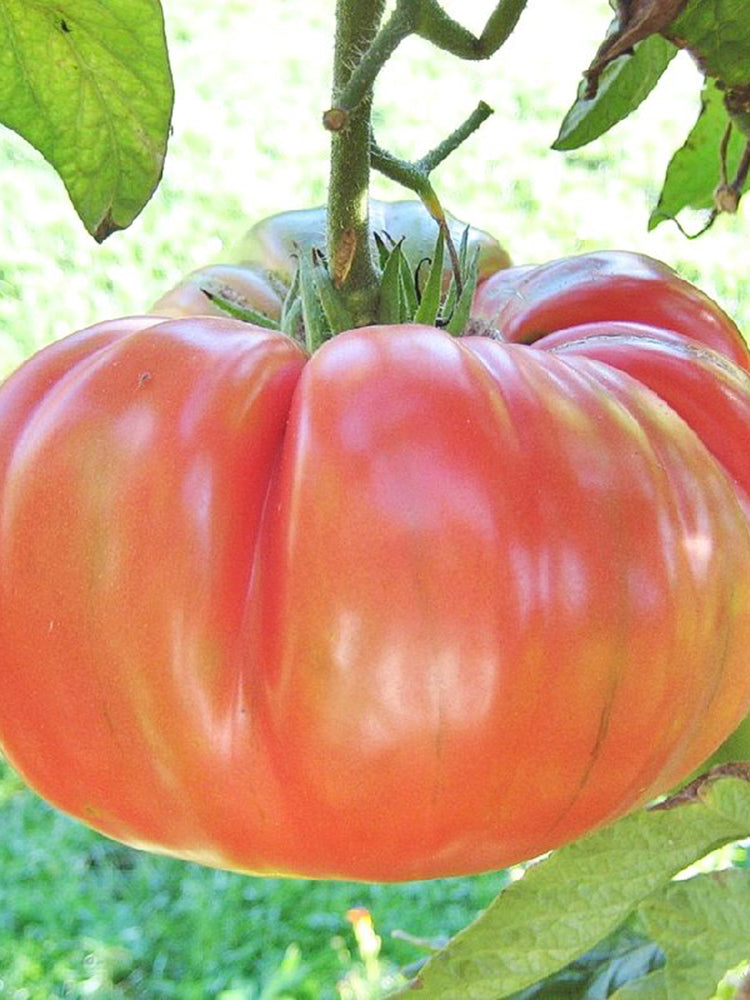 Pink Brandywine Tomato