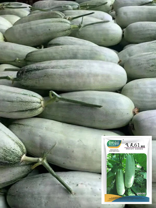 Flying 61' Yangjiao Melon