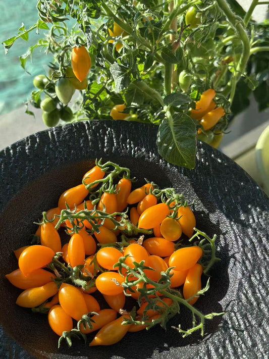 999 Eden Micro 6 Tomato