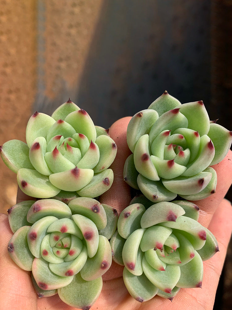 Echeveria Agavoides 'Blue Dragon'