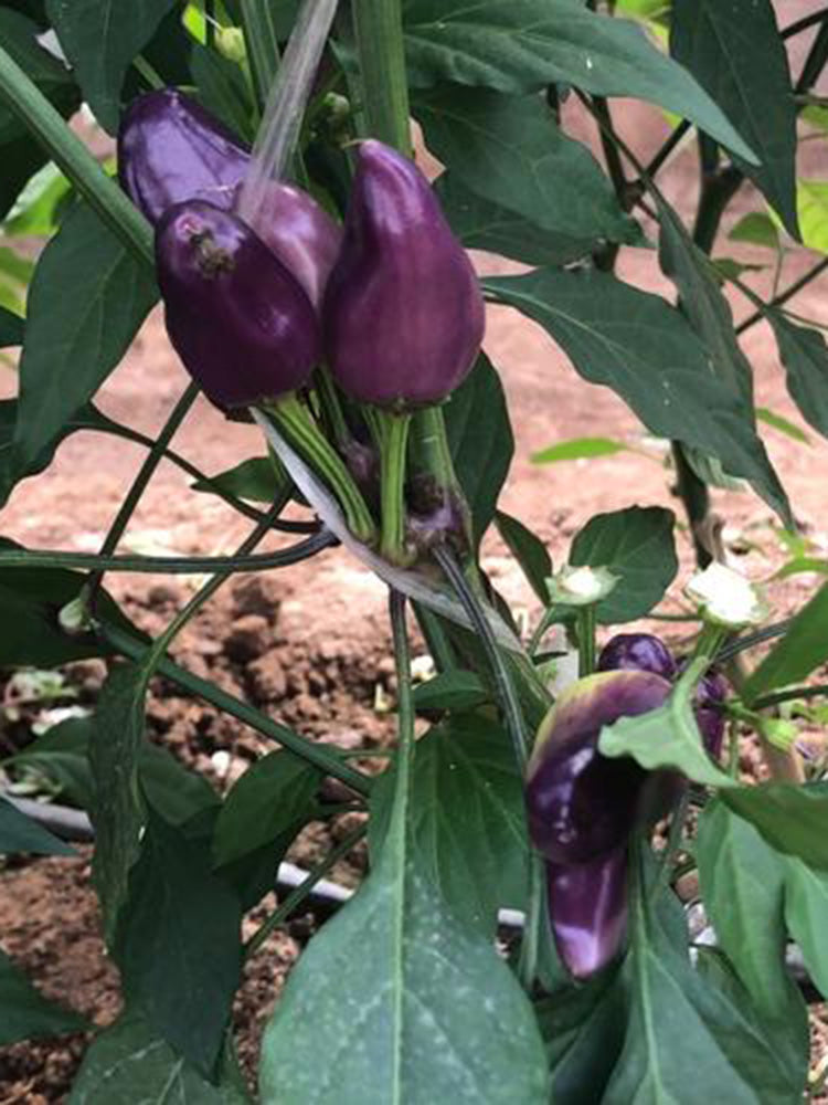 Purple Tower Facing-Heaven Pepper