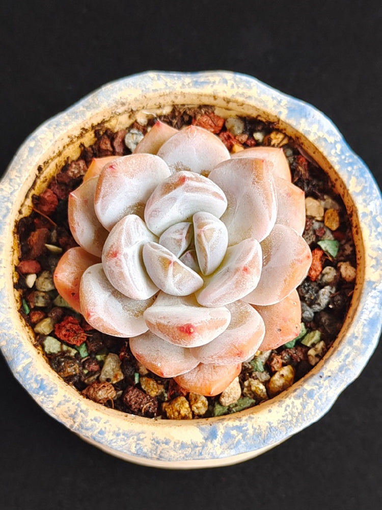 Echeveria cv. 'Starlight Orange'