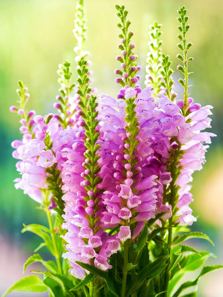 Pink Obedient Plant