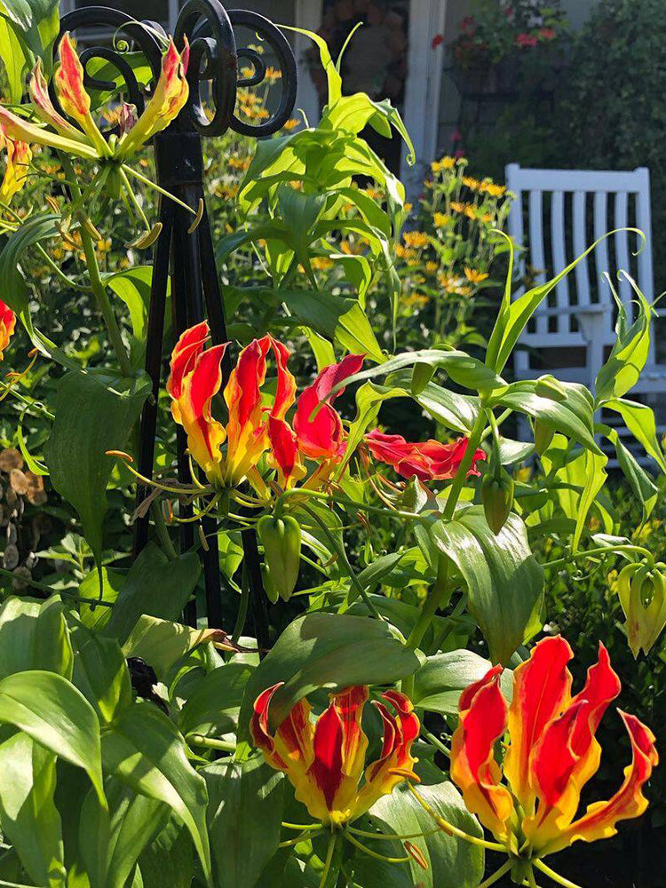 Mixed Color Gloriosa Lily
