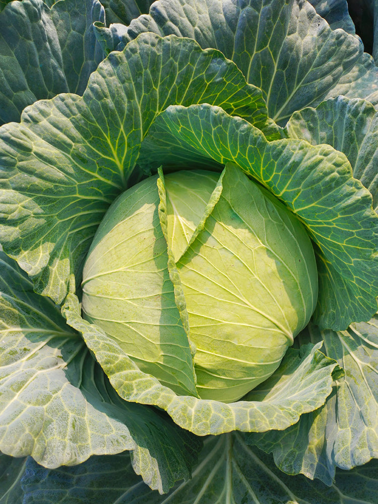 Apple Cabbage