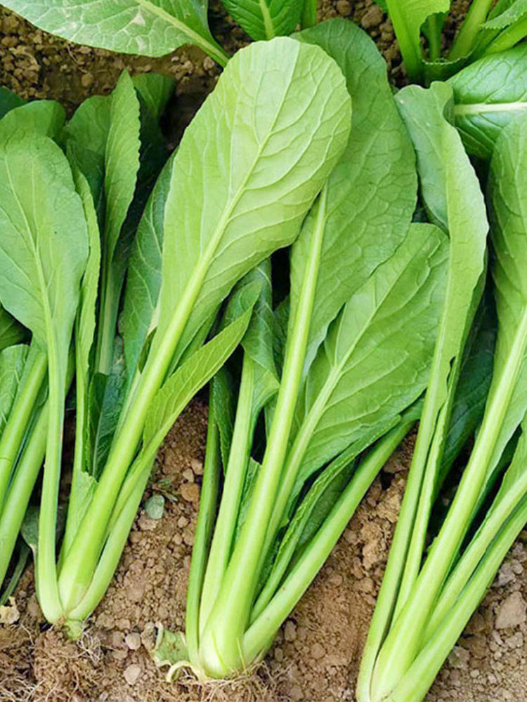Little Shanghai F1 Bok Choy