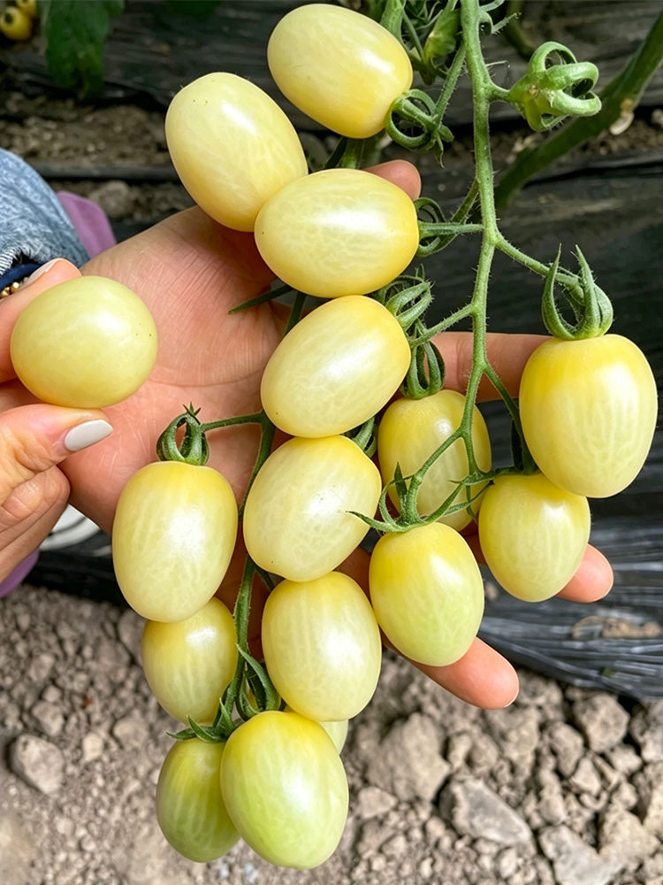 White Jade Cherry Tomato