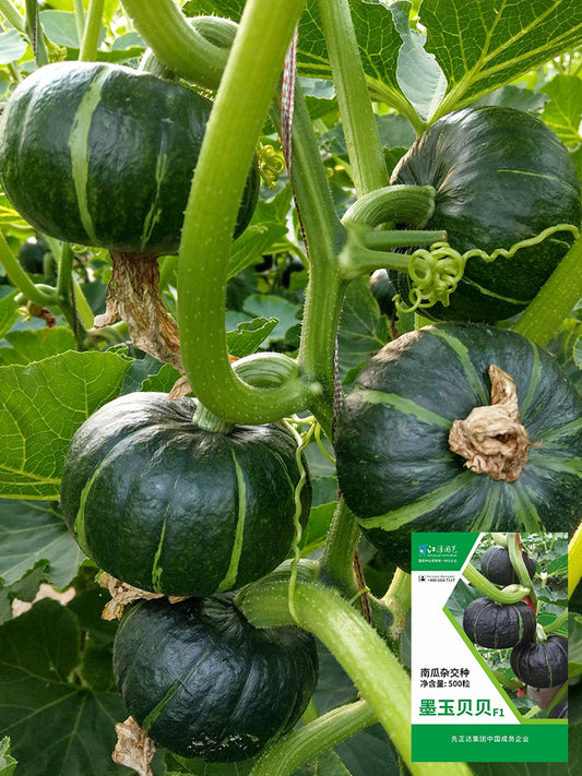 'Mo Yu Bei Bei' F1 Pumpkin