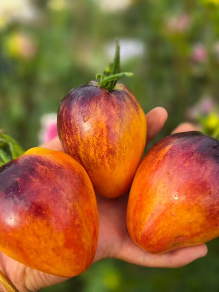 826 Fiery Red Comet Tomato