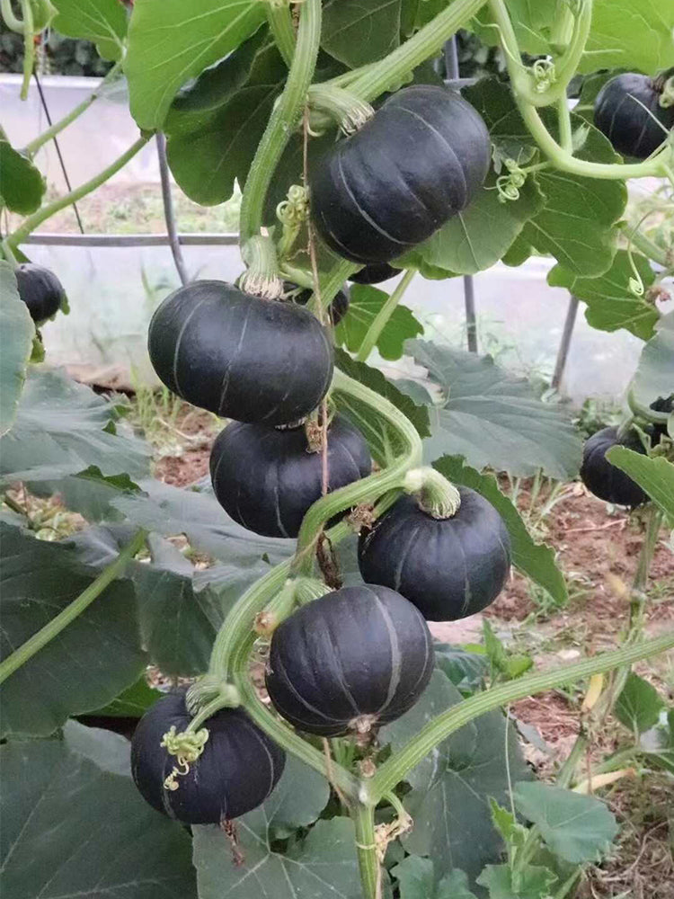 Green Beibei Pumpkins