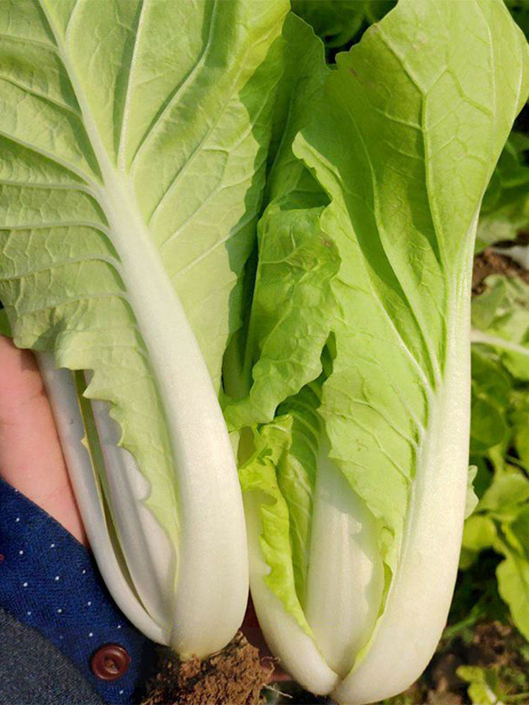 'Jiemei' Fast-growing Bok Choy