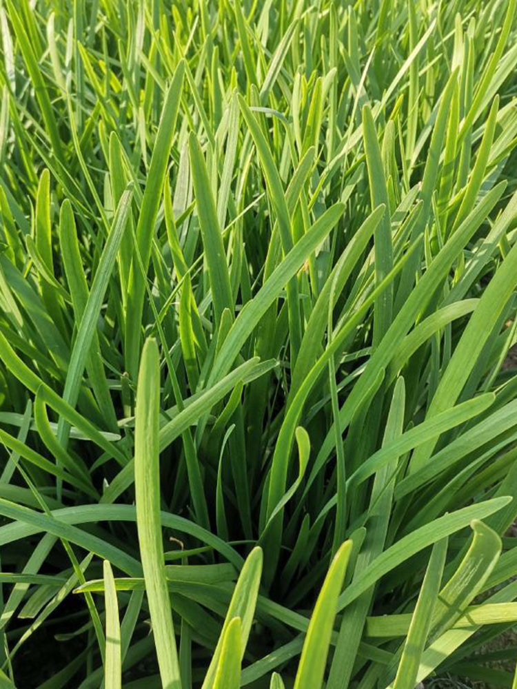 Dugen Red Chinese Chives