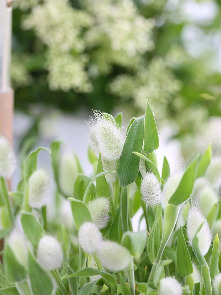Hezhichun Bunny Tail Grass