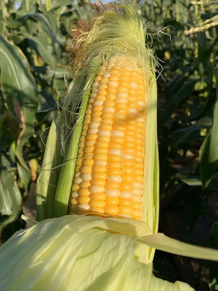 'Etianyu No.3' Corn
