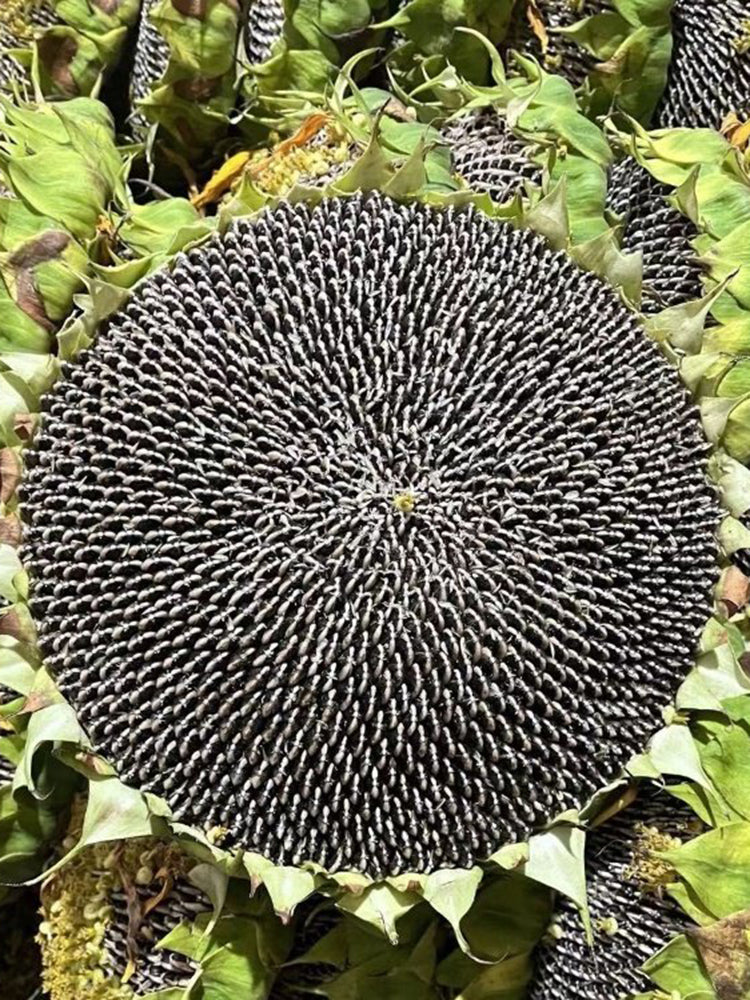 Dwarf Edible Sunflower