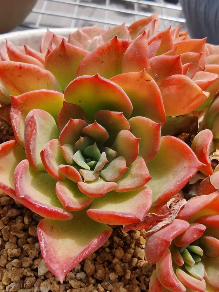 Echeveria 'Noble'
