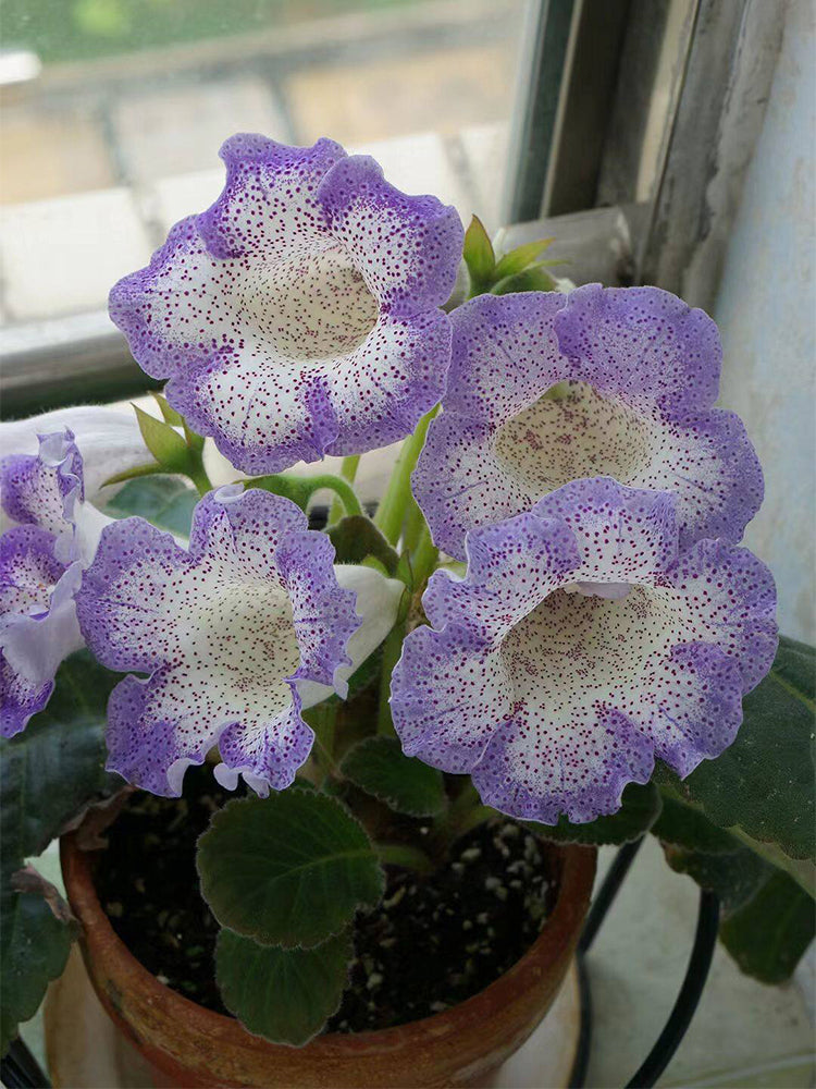 Gloxinia (Mixed 10+ Varieties)