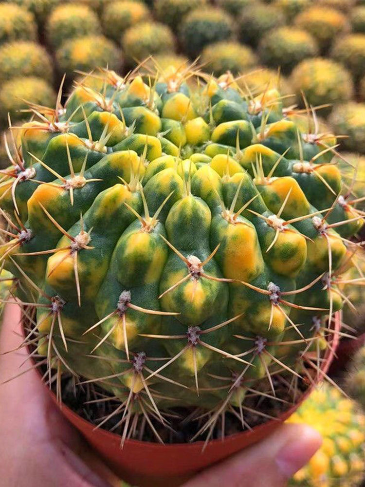 Variegated Gymnocalycium baldianum