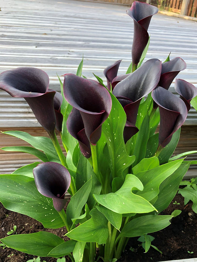 'Odessa' Calla Lily