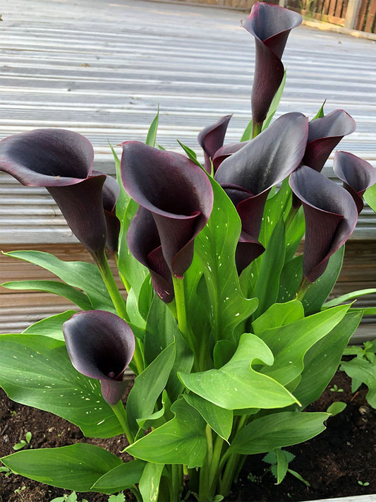 'Odessa' Calla Lily