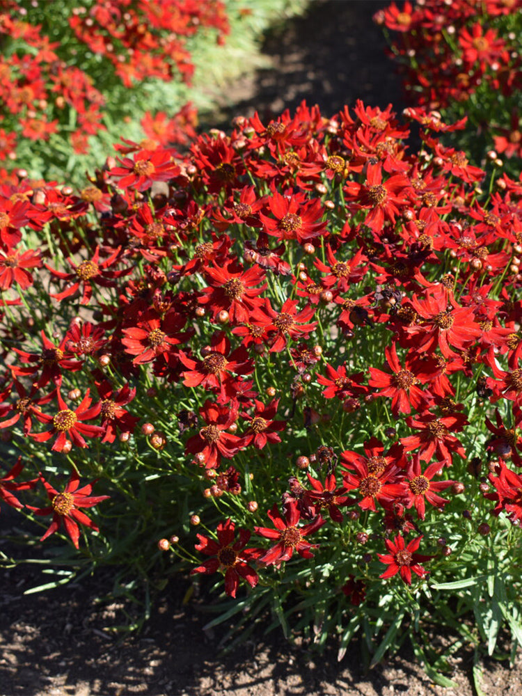 Red Plains Coreopsis