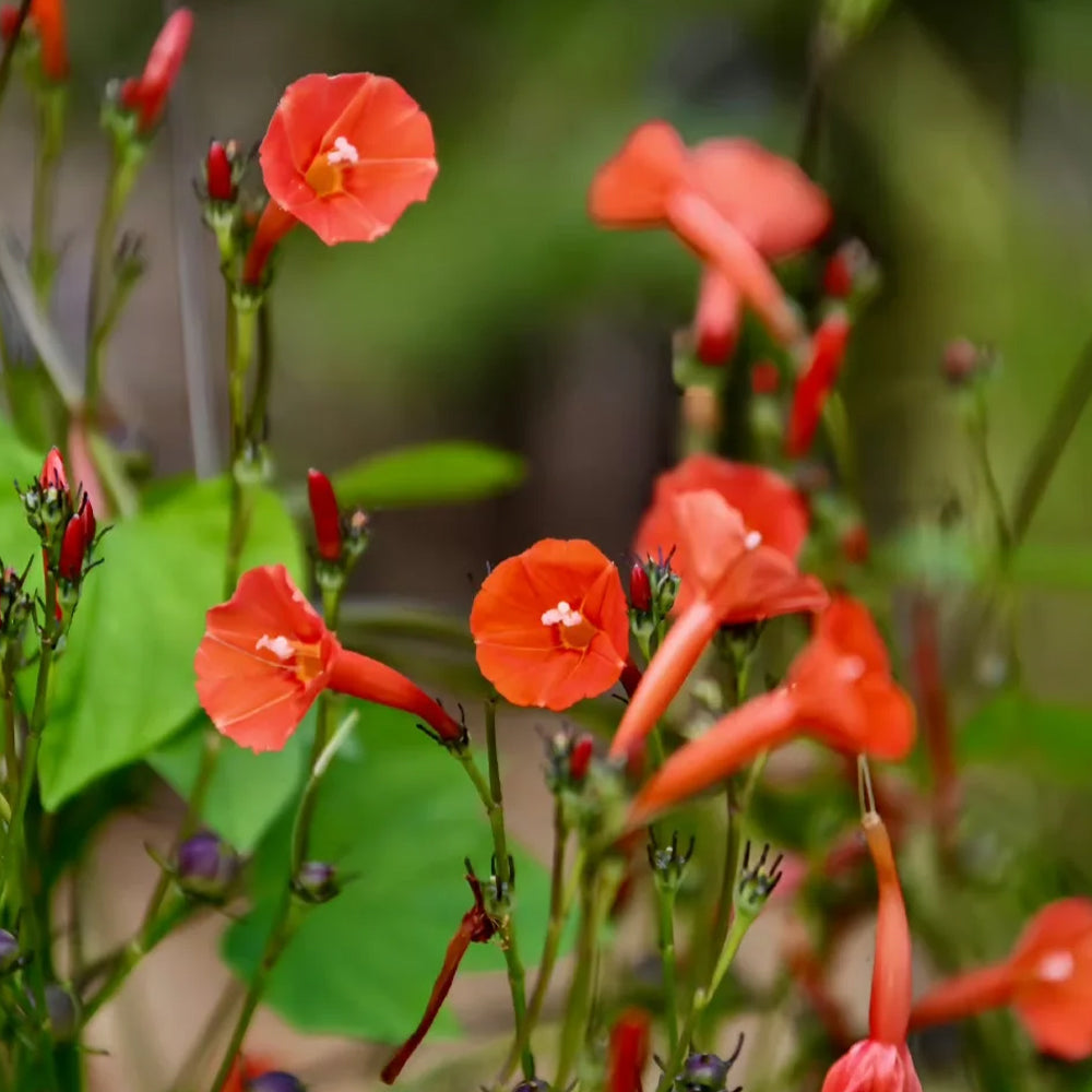 W956 Orange-Red Roundleaf Morning Glory