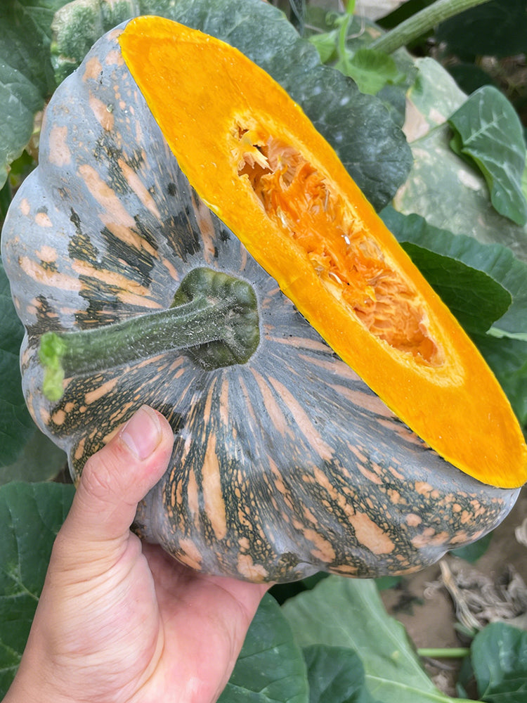 Sweet Dough Millstone Pumpkin