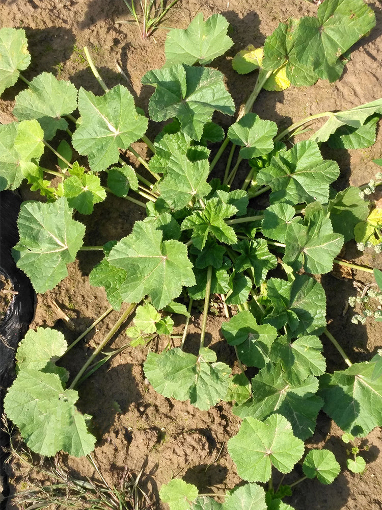 Chinese Mallow