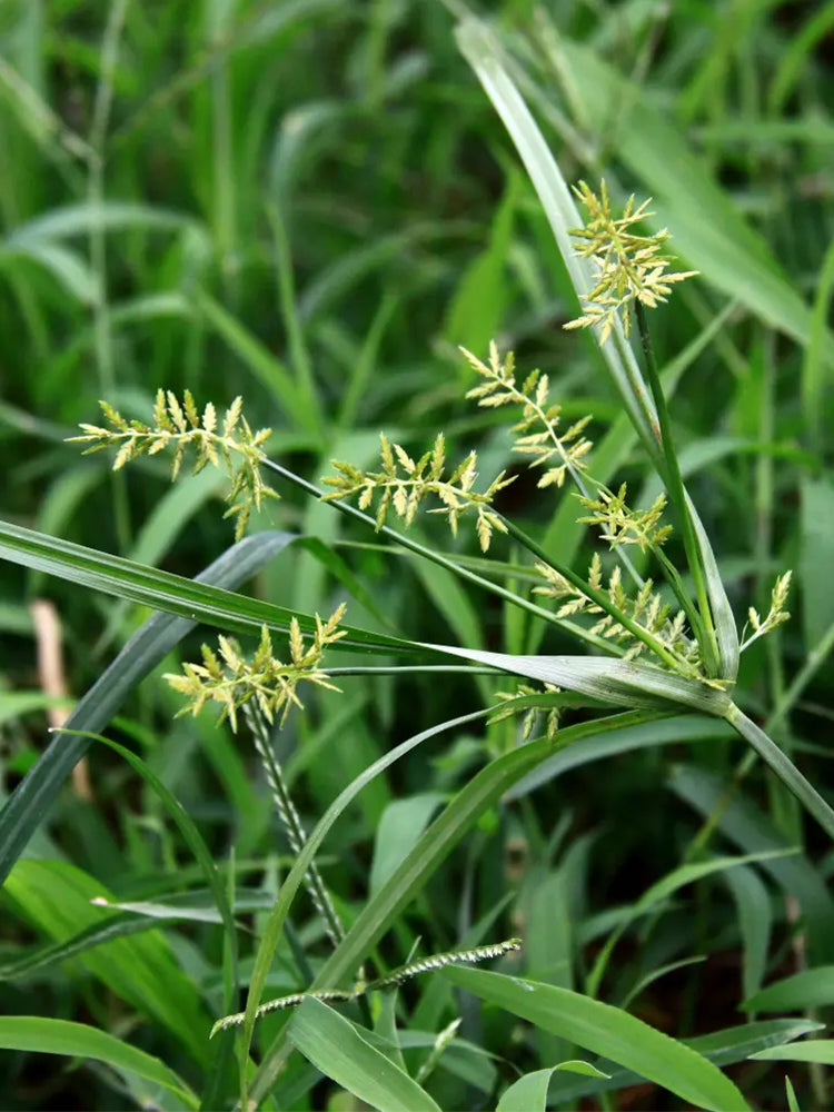 Nutgrass