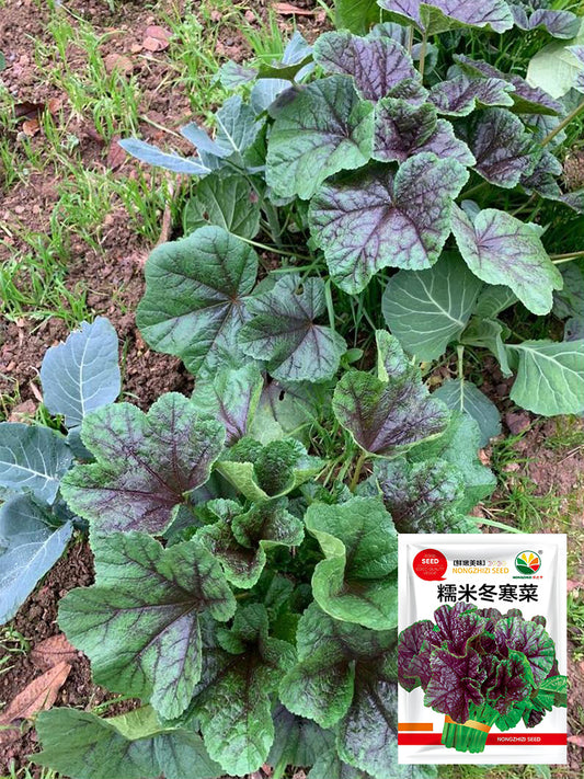 Chinese Mallow