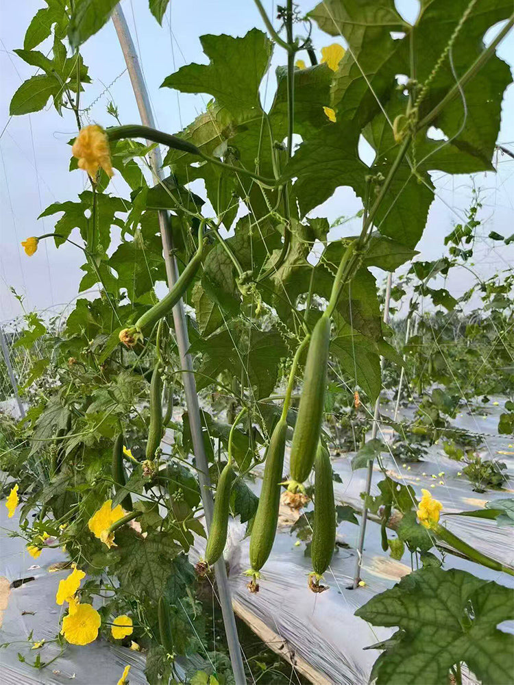 Thai Green Thumb Luffa