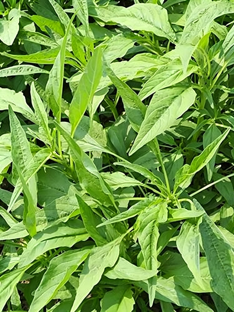 Green Willow Leaf Amaranth