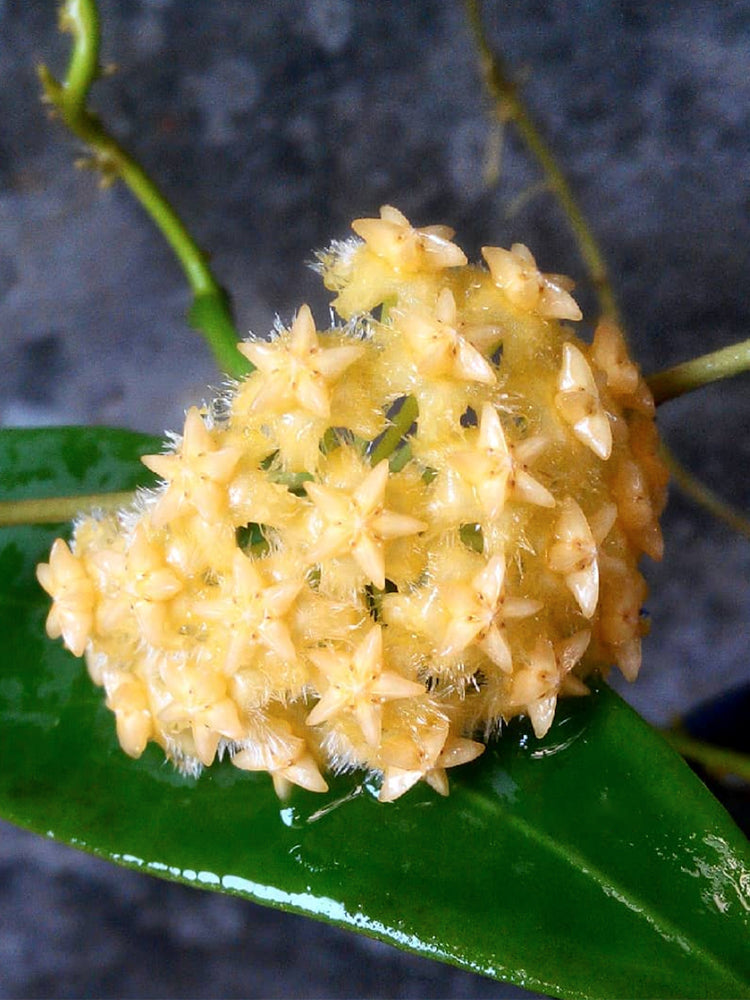 Hoya mindorensis 'Yellow Form' Unrooted Stem Cuttings