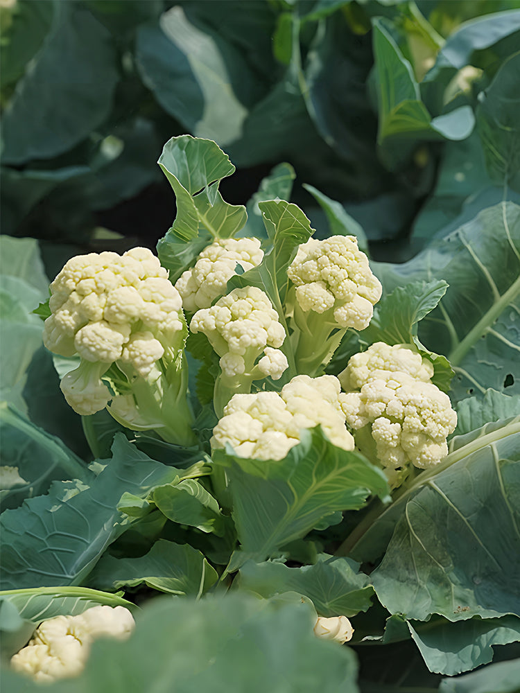 Sweet & Crisp Sprouting Cauliflower No.1 Hybrid