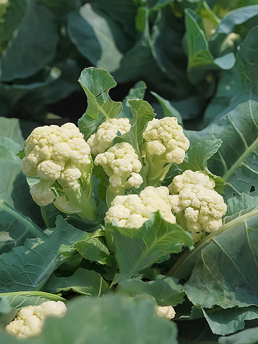 Sweet & Crisp Sprouting Cauliflower No.1 Hybrid