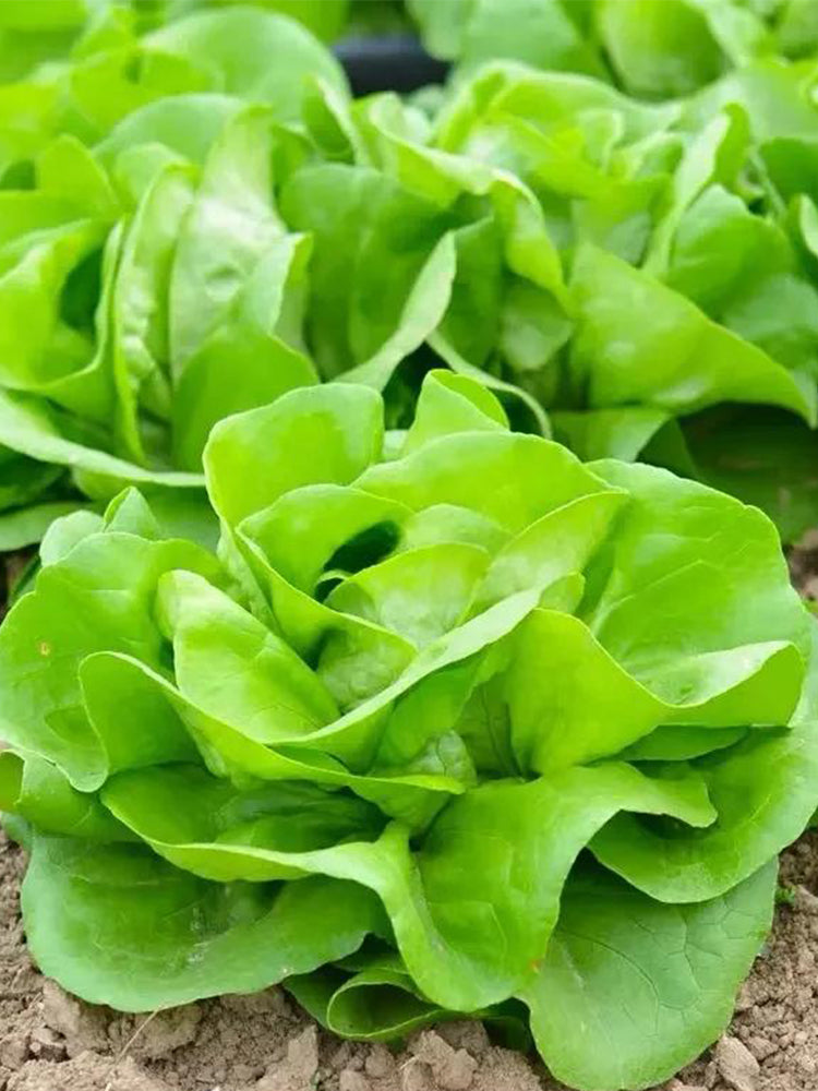 Jiemei Butter Leaf Lettuce