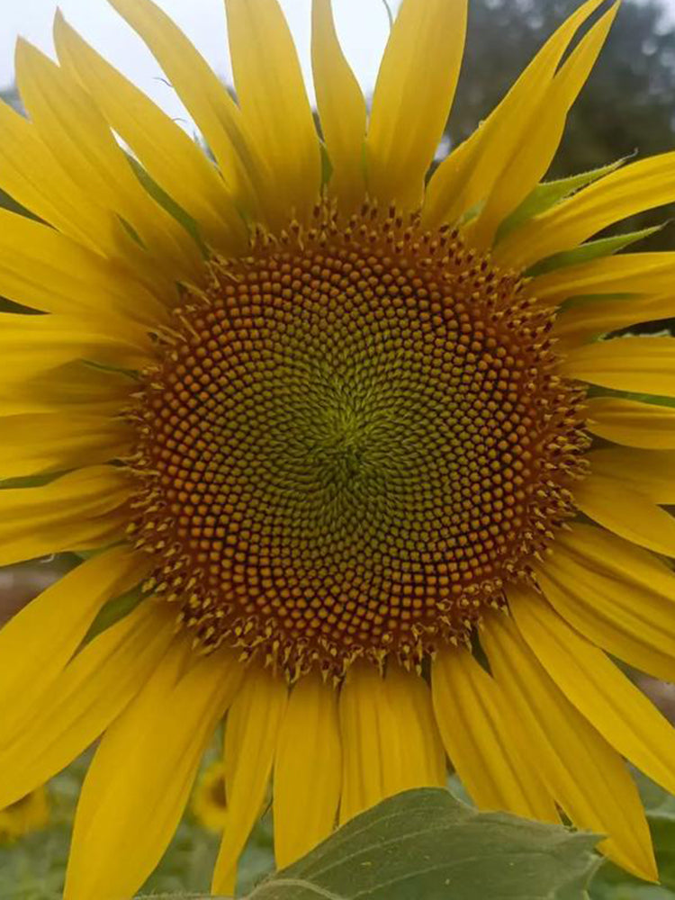 'Smiling Face' Ornamental Sunflower