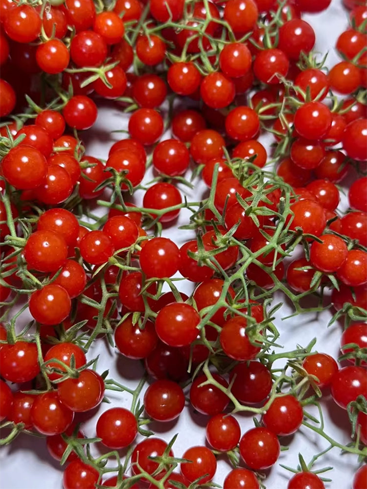 Red Currant Sweet Pea Tomato