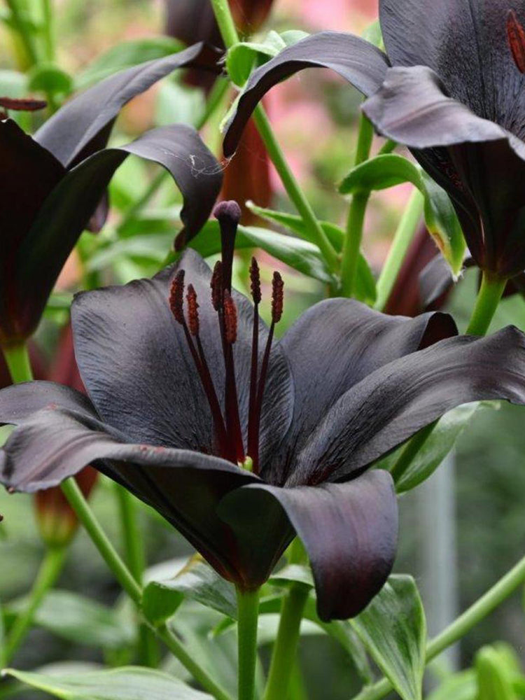 Lilium 'Black Knight'