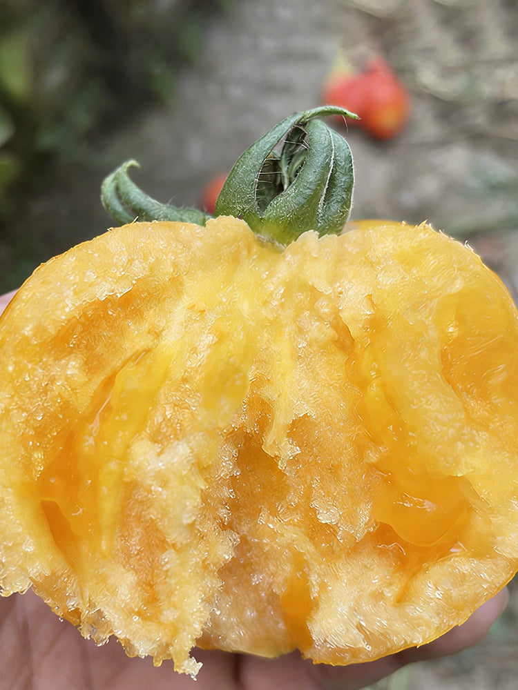 Sand-Rind Big Yellow Tomato
