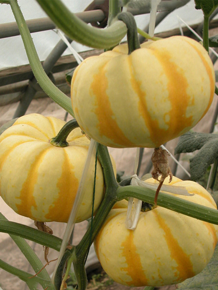 Orange Beibei Pumpkins