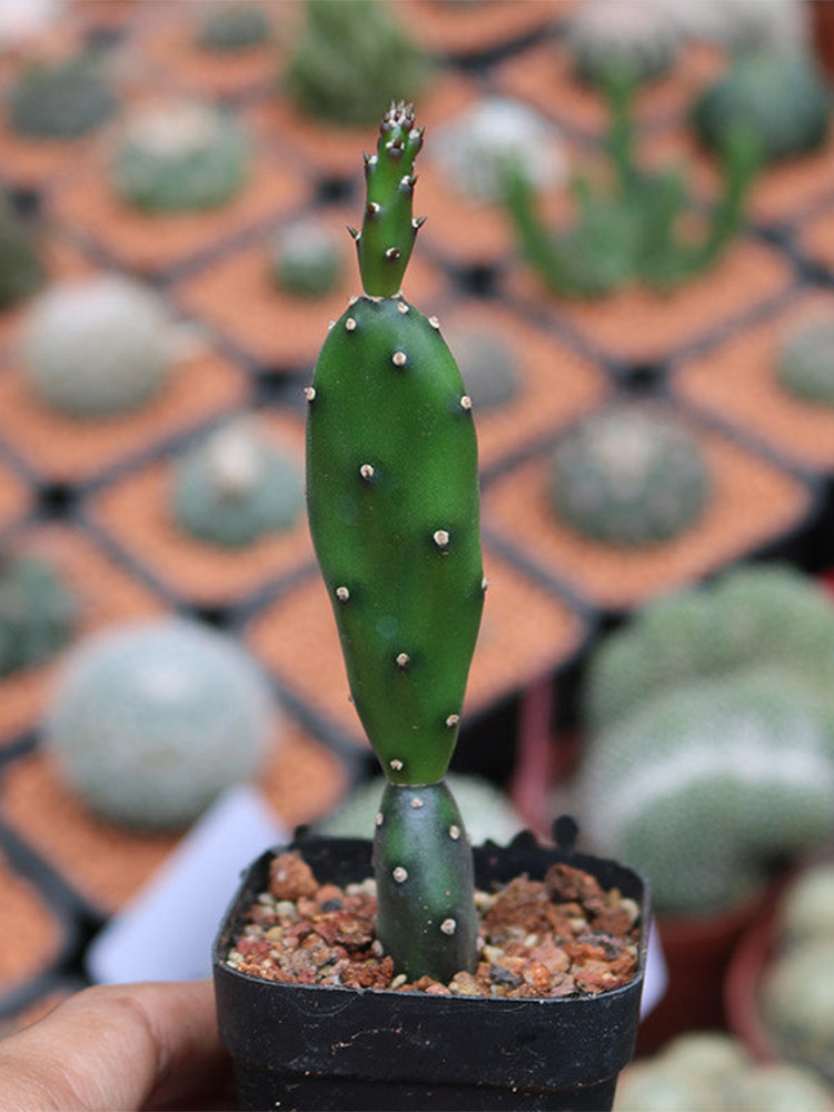 Opuntia debreczyi 'Little Clay Figure'