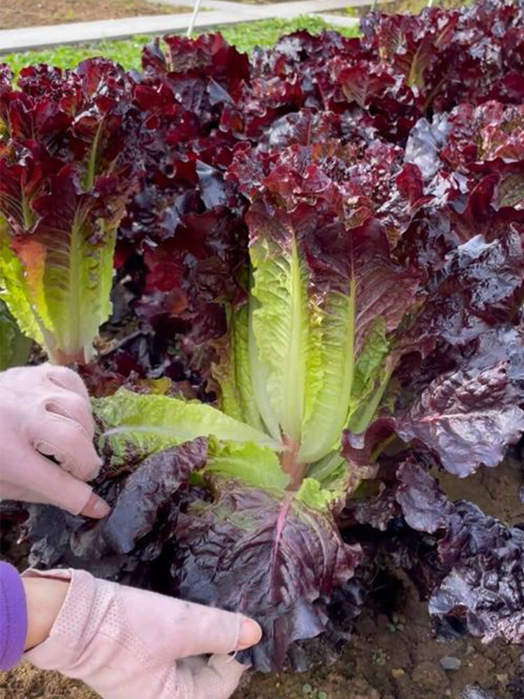 Crimson Wrap Lettuce (Lactuca sativa)