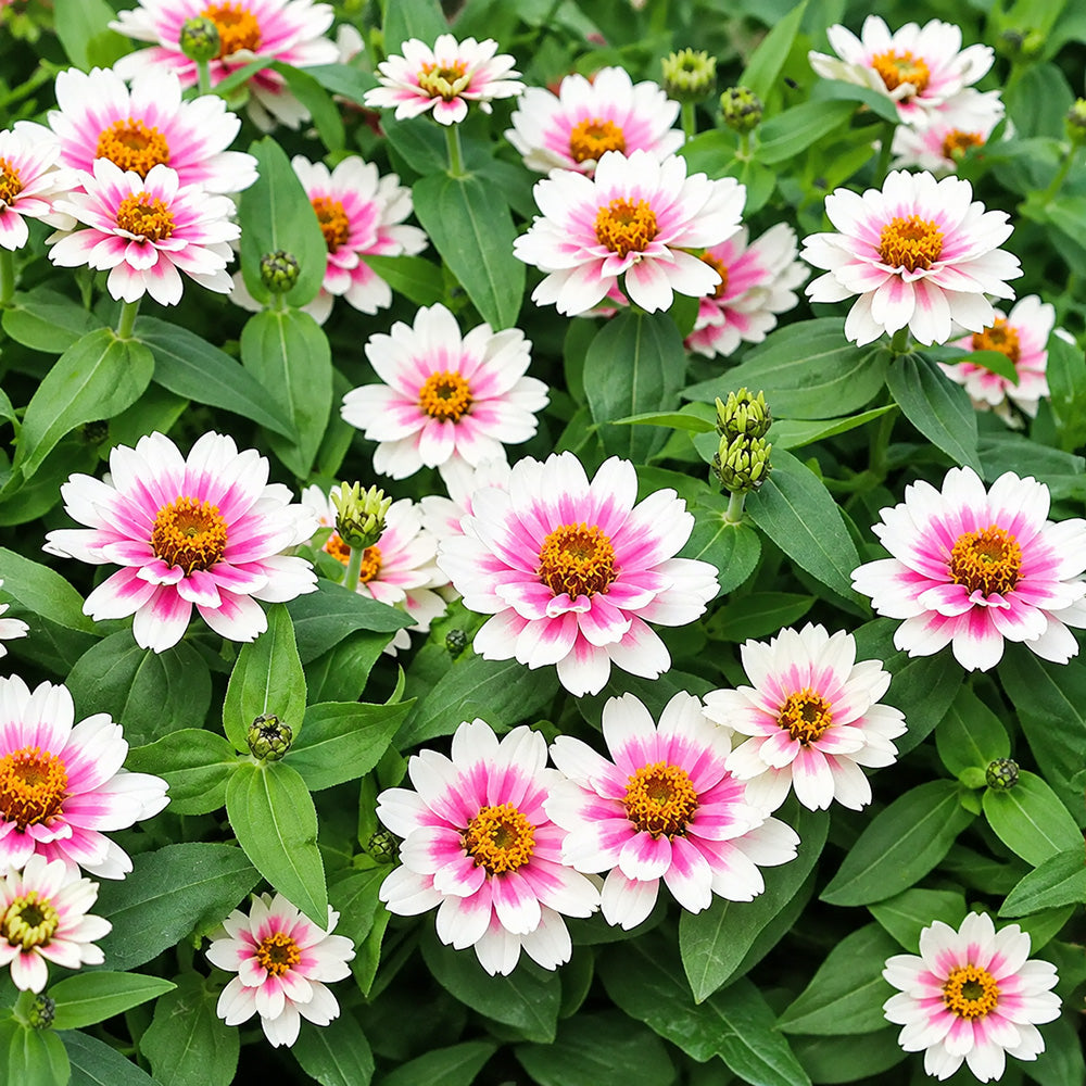 W1343 Zahara Starlight Rose Zinnia