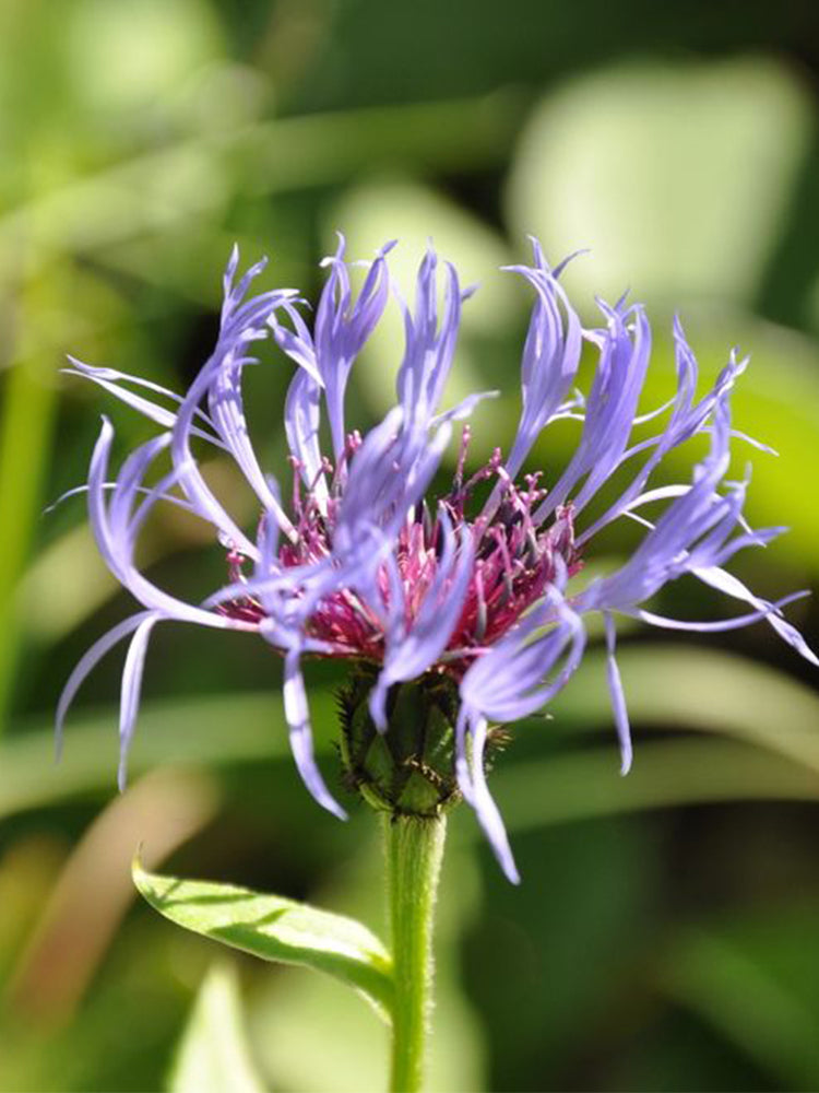 Mountain Bluet