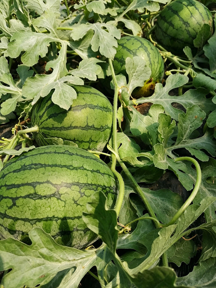 Xiaofeng Watermelon
