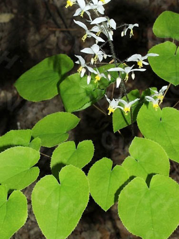 Epimedium Brevicornu, Round Leaf