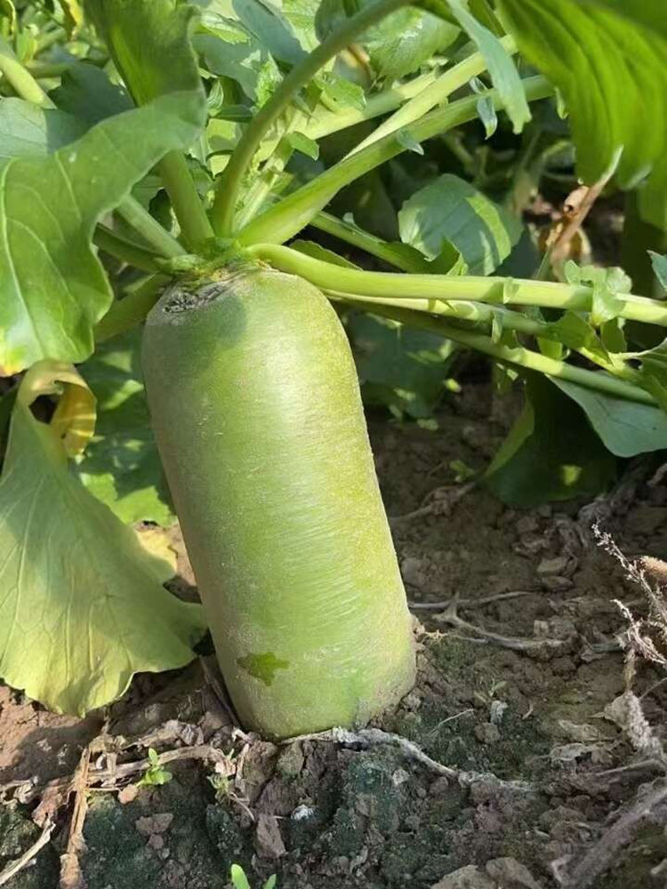 'SanNong Feicui' Fruit Radish