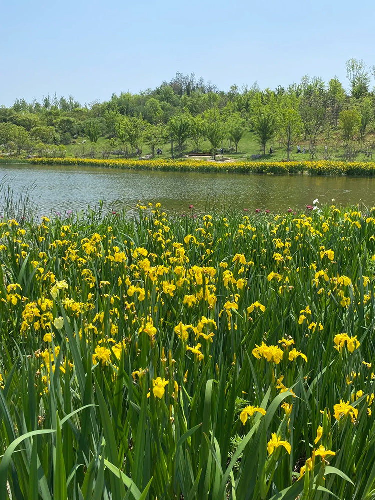 Yellow Flag Iris
