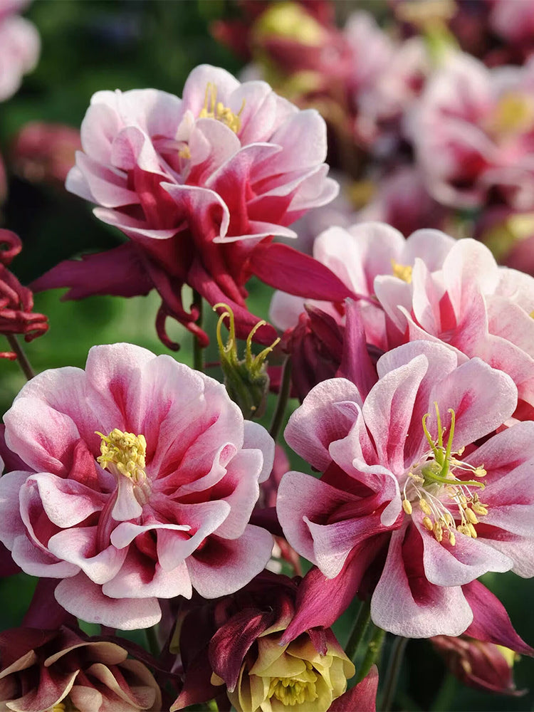 Hezhichun Aquilegia 'Crown Jewels Mixed'